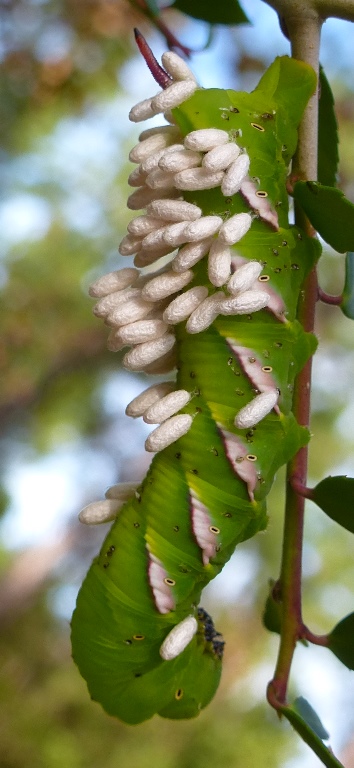 Sphinx Moth Caterpillar with Braconid Wasp cocoons